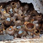 Méliponiculture