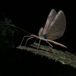 Biodiversité