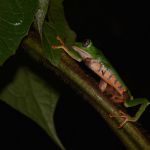 Biodiversité