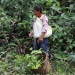 Reforestation
