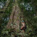 Un arbre mère en forêt tropicale