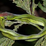 Chinorus leucometapus