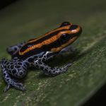 Dendrobate du Llanganates