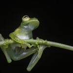 Grenouille de verre