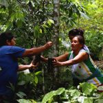 Reforestation
