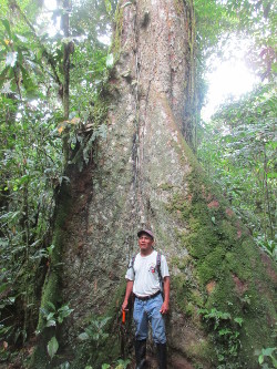 Un magnífico árbol madre en el corazón del Parque Natural Llanganates