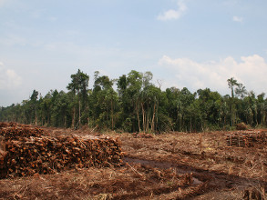 Déforestation massive en Amazonie