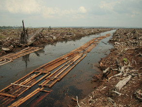 Déforestation à grande échelle le long des berges d'une rivière amazonienne