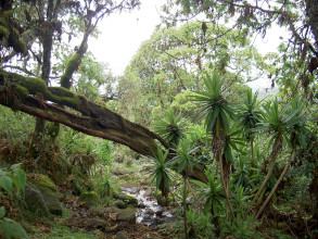 Au cœur d'une forêt tropicale kényane