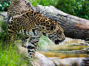 Un jaguar dans une forêt vierge