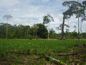 Maïs hybride cultivé intensivement dans la province de Tena