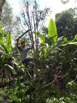 A farmer prunes an Amazonian cinnamon tree (ocotea quixos)