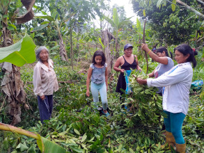 Récolte des feuilles de cannelle amazonienne en famille