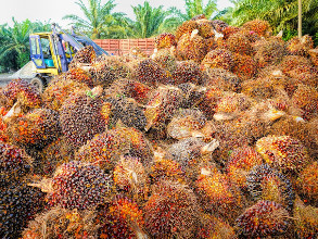 Récolte des fruits de palmiers à huile