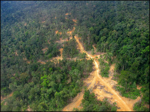 Une route pour l'exploitation forestière