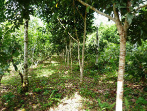 Agroforestry system with lumber wood and fruits