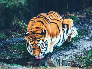 Tigre se désaltérant dans la jungle